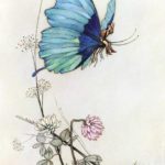 Mariposa ardillas11